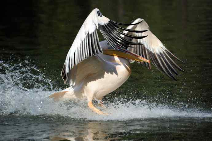 再拍鹈鹕 wbr wbr14