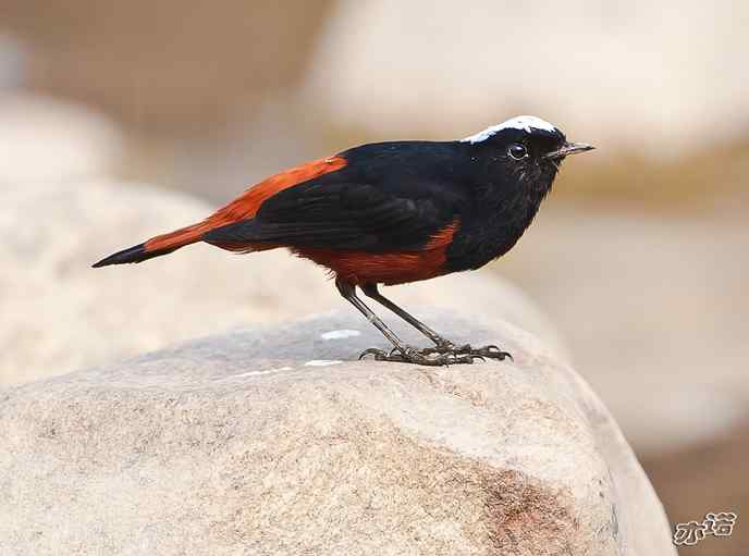 陕西洋县 wbr路 wbr白顶溪鸲 陕西洋县 wbr路 wbr白顶溪鸲