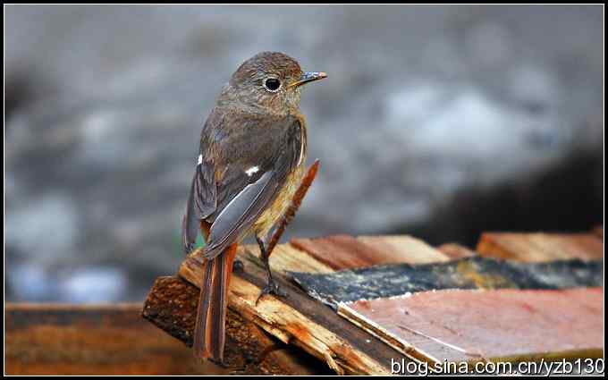 金海湖的鸟（6）鈥斺斀鸪崛傅龋ㄗ橥迹