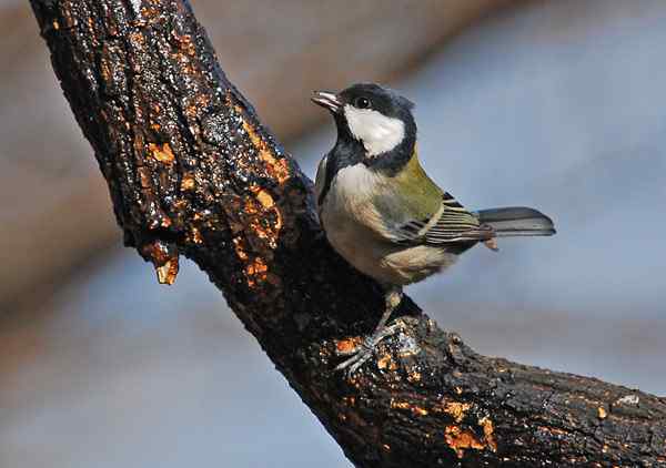 北京植物园赏鸟（二），大山雀（组图）
