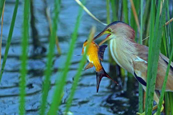 捕鱼的黄苇鳽（1）