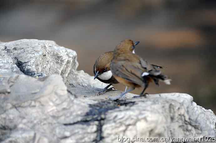 北京又现新品种(白喉噪鹛) wbr2