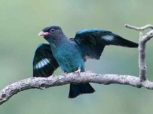 绝色攀禽：佛法僧目之三宝鸟