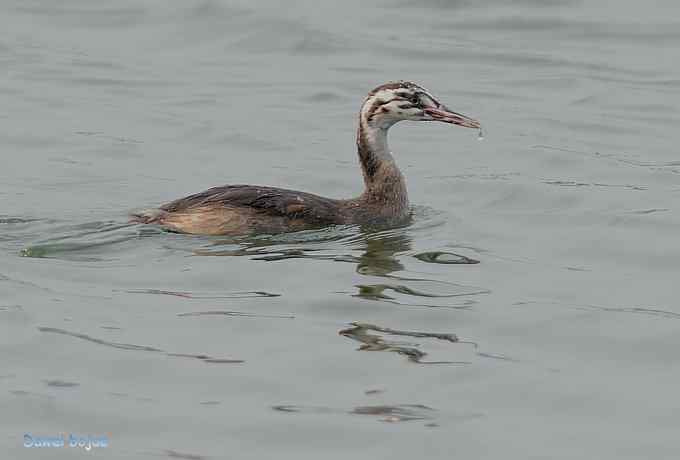 颐和园的凤头