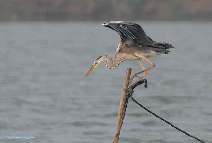 衡水湖：草鹭苍鹭黄苇鳽（终结篇）