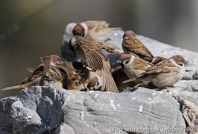 争食儿滴小麻雀