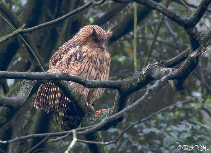 硕大的猫头鹰——黄脚鱼鸮吐食丸