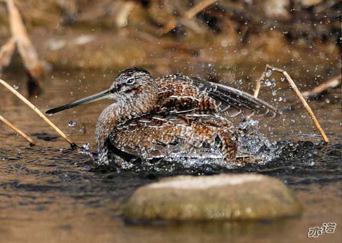 白河峡谷 wbr路 wbr孤沙锥(沐浴梳羽版) 白河峡谷 wbr路 wbr孤沙锥(沐浴梳羽版)