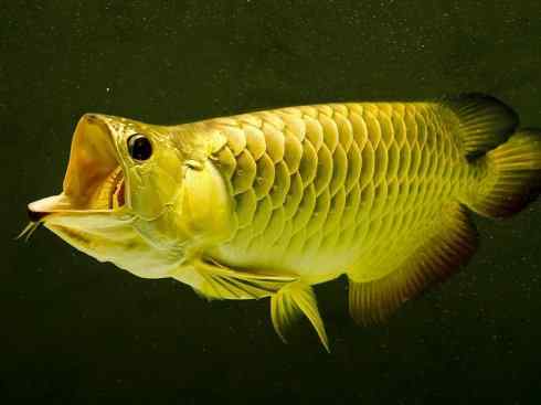 鱼类活化石：巨骨舌鱼