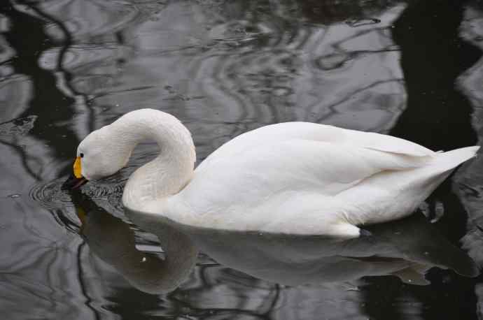 天鹅（送给小朋友GIGI）