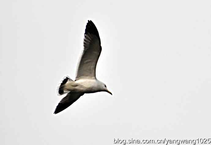 飞（海鸥）8