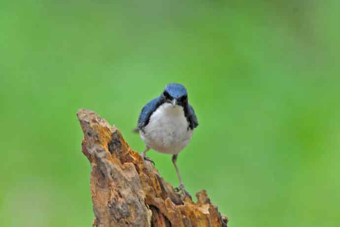 雄性蓝歌鸲（11）