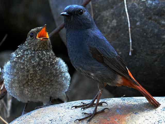 十渡有鸟初长成 wbr. wbr养在溪边人尽识