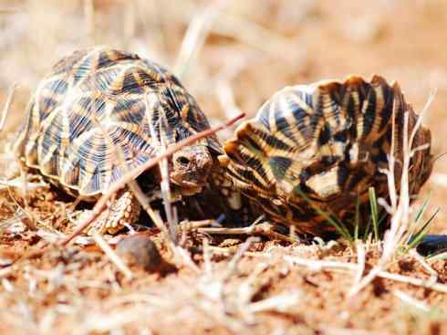 玄武：传说的兽原型探秘（象龟）