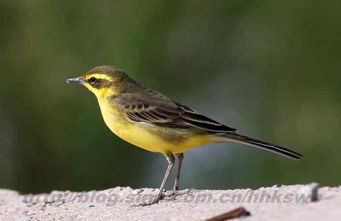 飞雁滩拍鸟 多种水鸟和白头翁