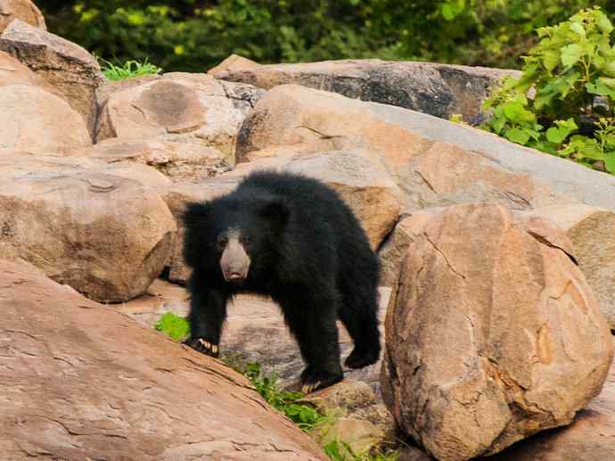 盘点十二大著名食蚁动物:懒熊 盘点十二大著名食蚁动物:懒熊