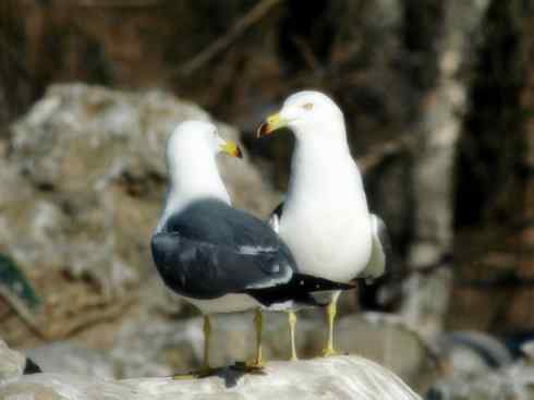 白头鸟系列:另类的美丽(黑背鸥) 白头鸟系列:另类的美丽(黑背鸥)