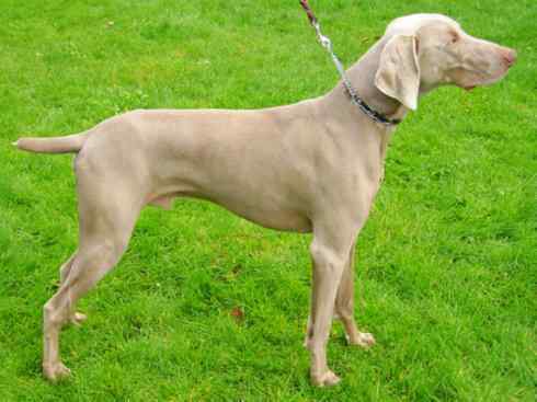 犬科：犬亚科犬属之澳洲野犬、歌唱犬、家犬