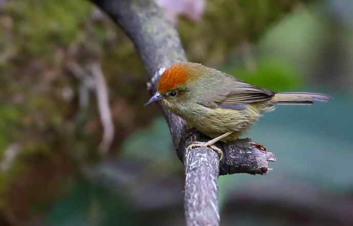 云飘繁花憩 南风任鸟依 (两天百花岭观鸟兼谈攻略)