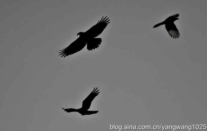 剪纸（空中的战斗）