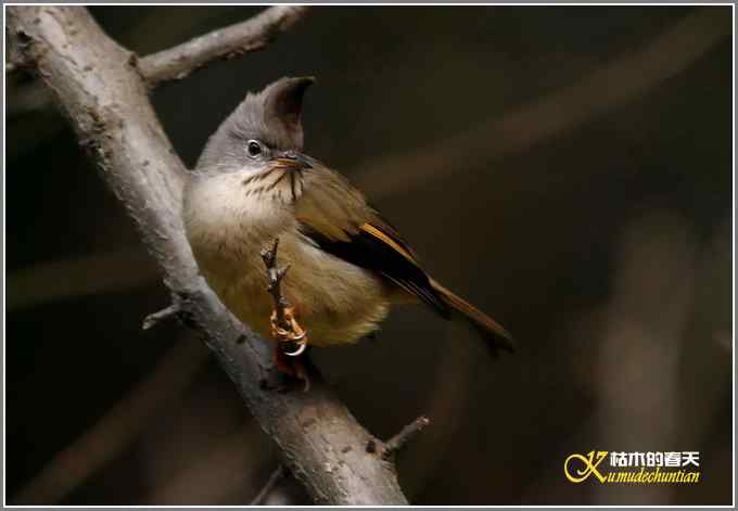纹喉凤鹛【照片】