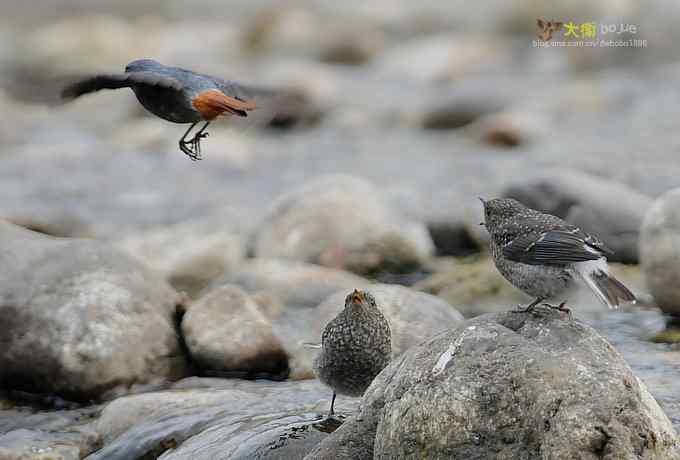 父爱如山：实拍红尾水鸲和它的四个宝宝们