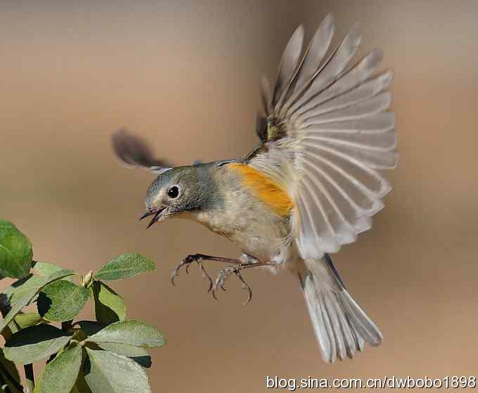 大卫携红胁GG飞版拜年