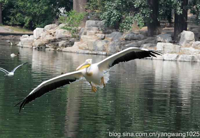北京动物园的鸟类——飞（鹈鹕）5