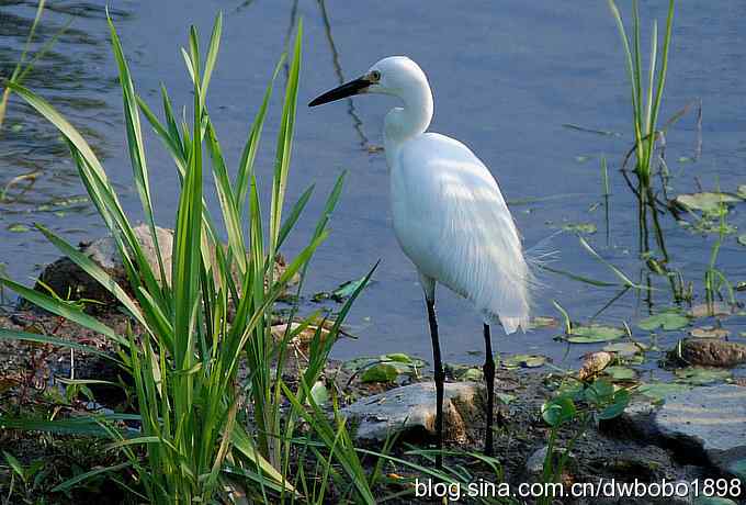 鸟友同游怀沙河