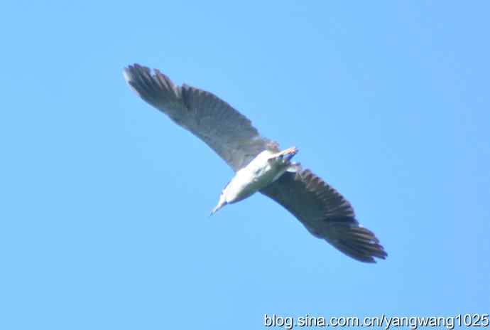 飞（夜鹭） wbr4