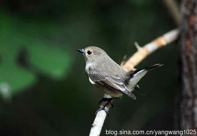 红喉姬鹟(20) 红喉姬鹟(20)