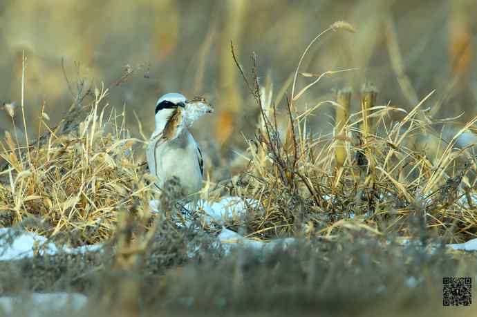野鸭湖的楔尾伯劳吃什么？