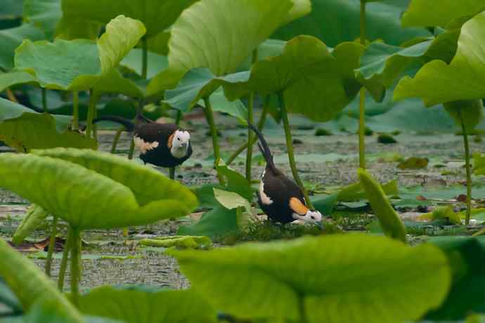 水雉 wbr荷塘里的温柔乡 水雉 wbr荷塘里的温柔乡