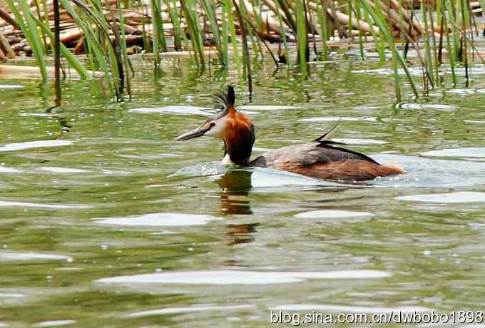 沙河观鸟 沙河观鸟