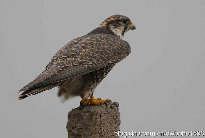 猎隼：国保二级猛禽