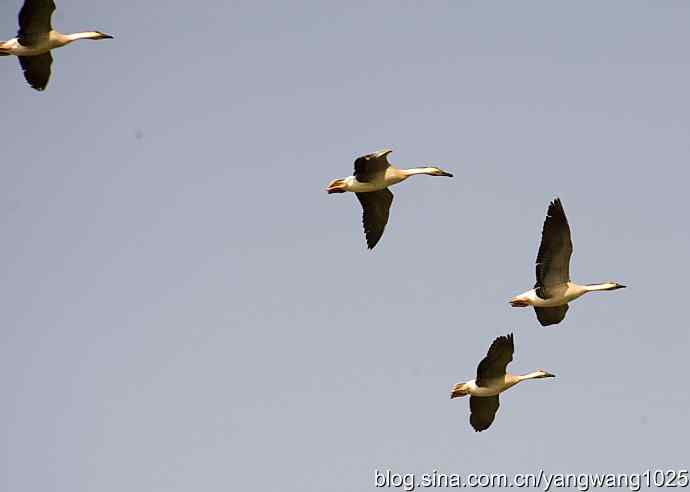 上庄水库的收获（鸿雁）1
