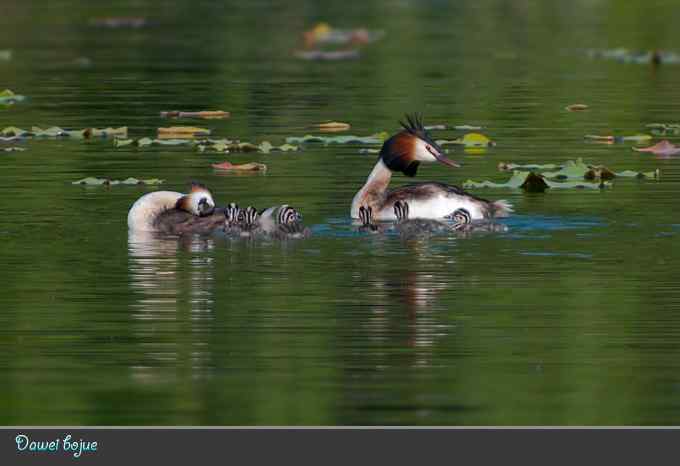 绿意倒映中的pt家园