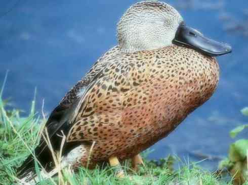 欣赏:美丽的钻水鸭5 欣赏:美丽的钻水鸭5