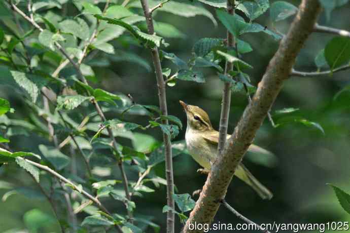 黄眉柳莺(25) 黄眉柳莺(25)