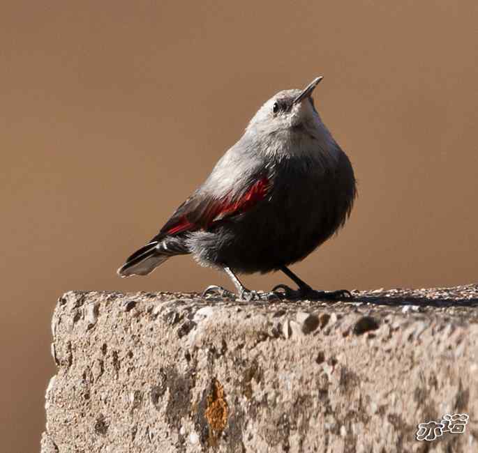 永定河峡谷 wbr路 wbr红翅旋壁雀 永定河峡谷 wbr路 wbr红翅旋壁雀