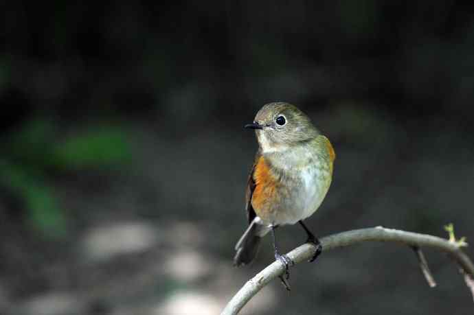 雌性红胁蓝尾鸲（55）