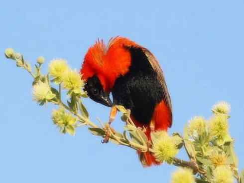 美丽无罪：雀鸟之寡妇鸟