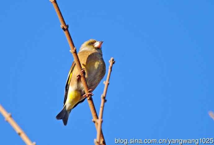期盼（随拍金翅鸟）
