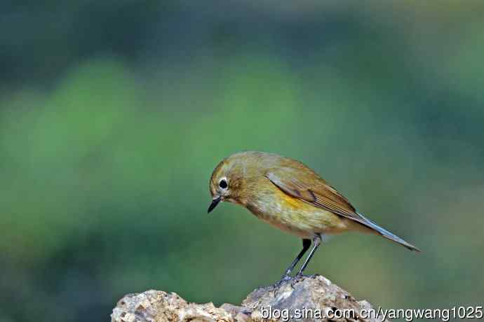 雌性红胁蓝尾鸲（74）