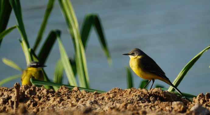 头一次打鸟就遇见了黄鹡鸰