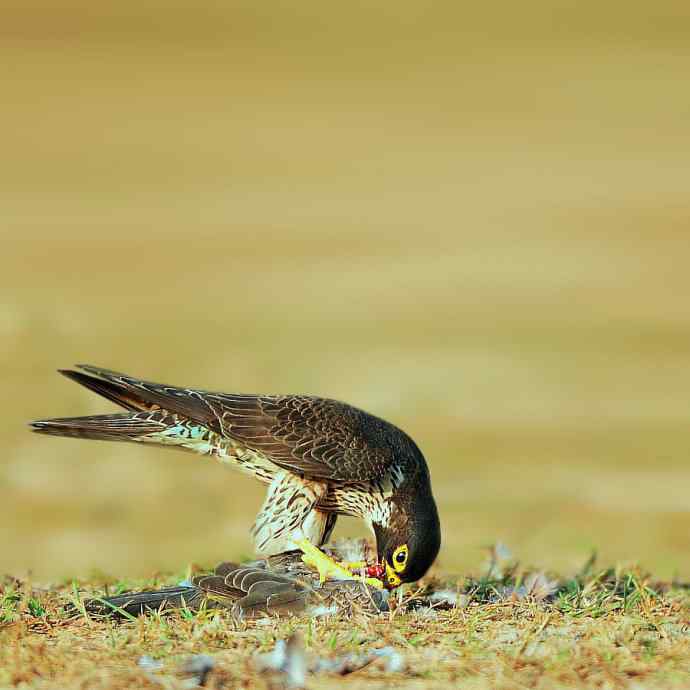 晨光中的游隼大块朵颐
