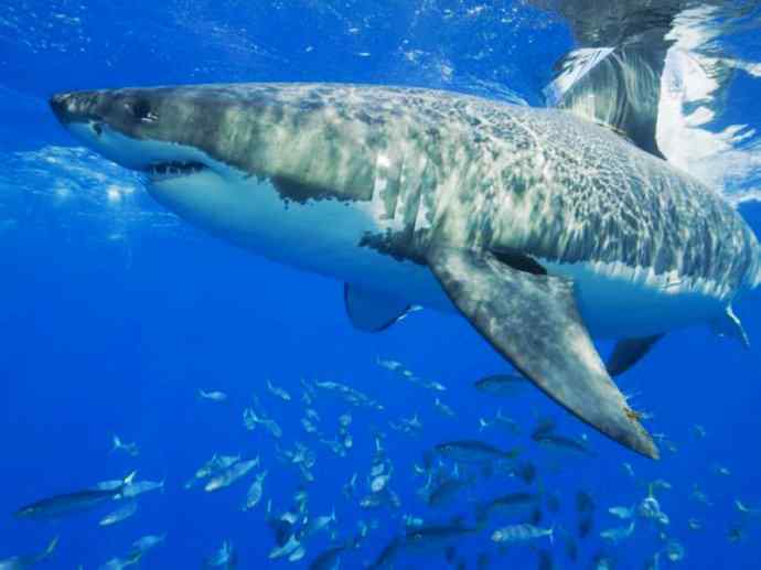 鱼类活化石：皱鳃鲨