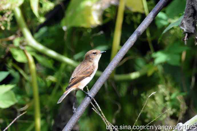雌性黑喉石即鸟(2) 雌性黑喉石即鸟(2)