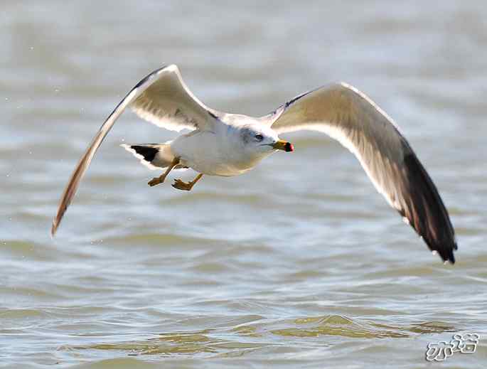 河北乐亭&nbsp;wbr路&nbsp;wbr鸥