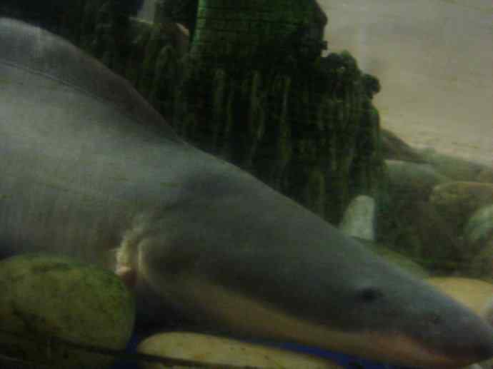 鱼类活化石：裸臀鱼